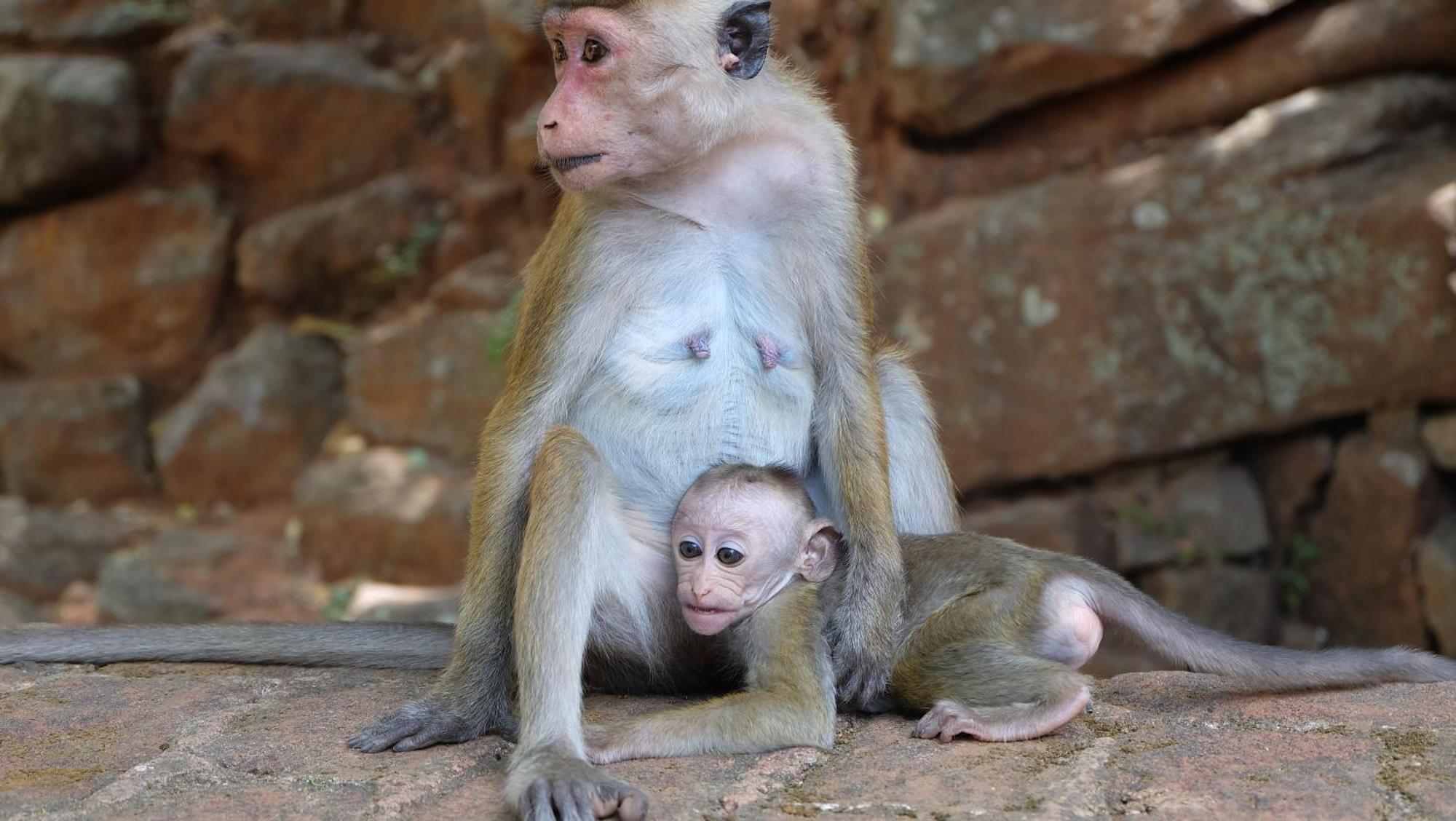 Kassapa Home Stay Sigiriya Exteriér fotografie